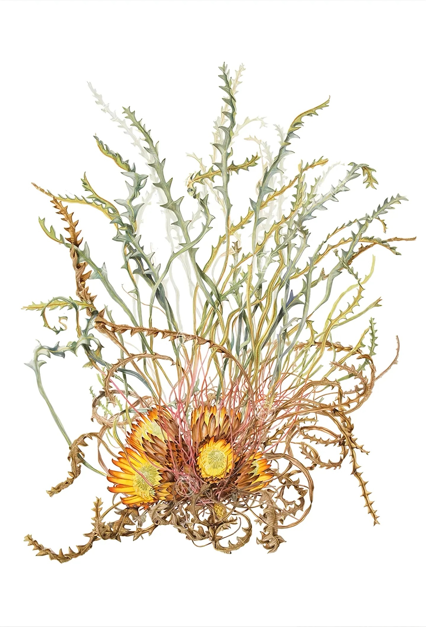 艺术家Philippa Nikulinsky 的作品活到老，画到老盛夏壁纸大放送