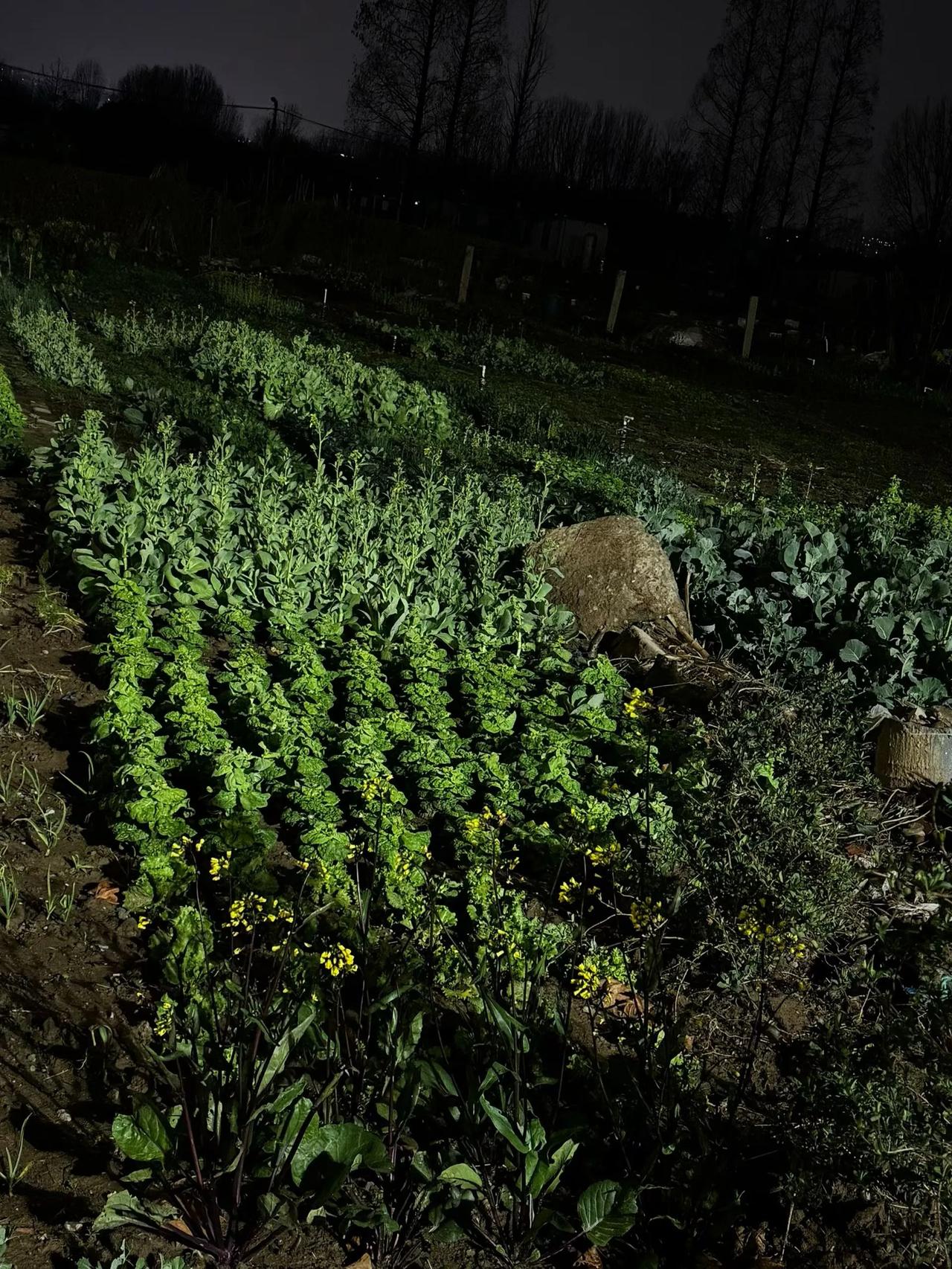 青菜🥬，自己种的！！！