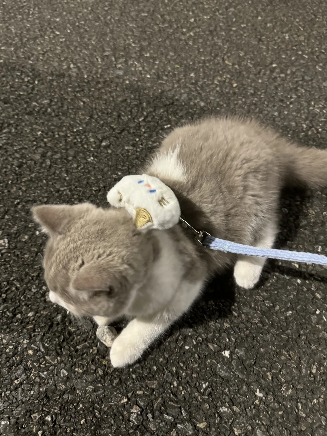 稀有色的蓝白猫没见过吧