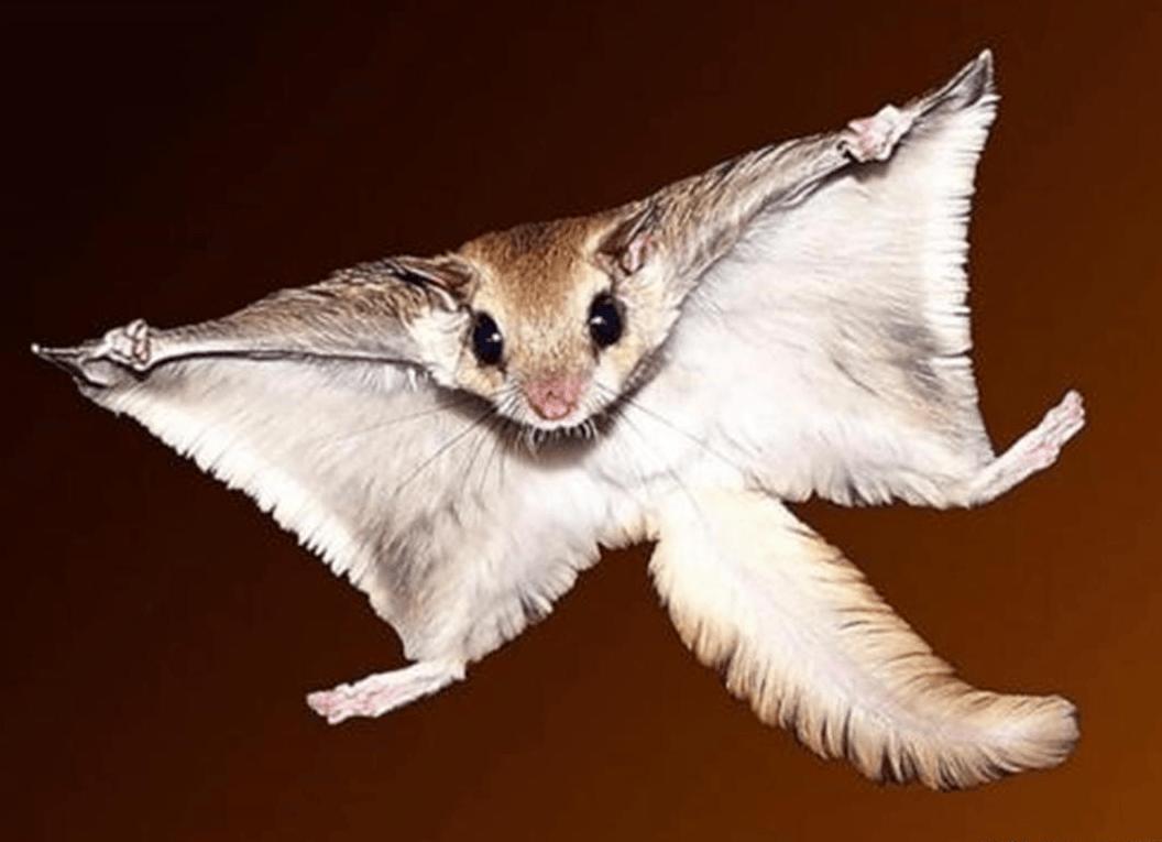 我是湖北人，没见过寒号鸟。所以从字面上意思，我一直寒号鸟是鸟类。
今天刷到头条中