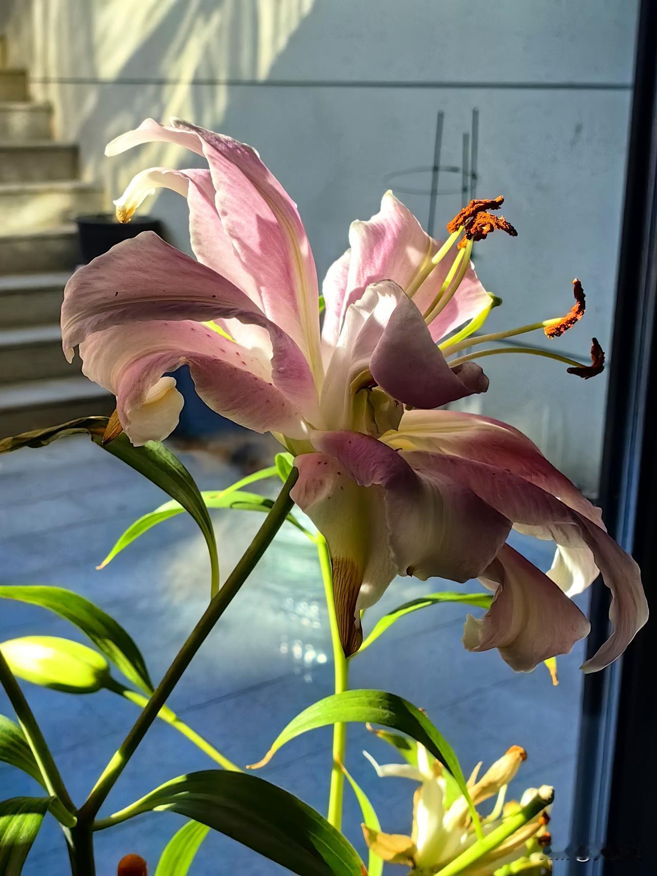 谁有花草照片，可以晒下吗新年俺家的百合开了，怒放着芳香。花开富贵，千玺万福。