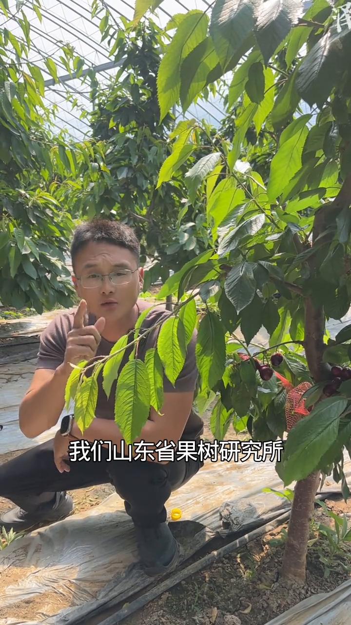 早熟樱桃品种的爱马仕：4-8樱桃苗。
轻松碾压齐早的早熟大樱桃品种。山东省果树研