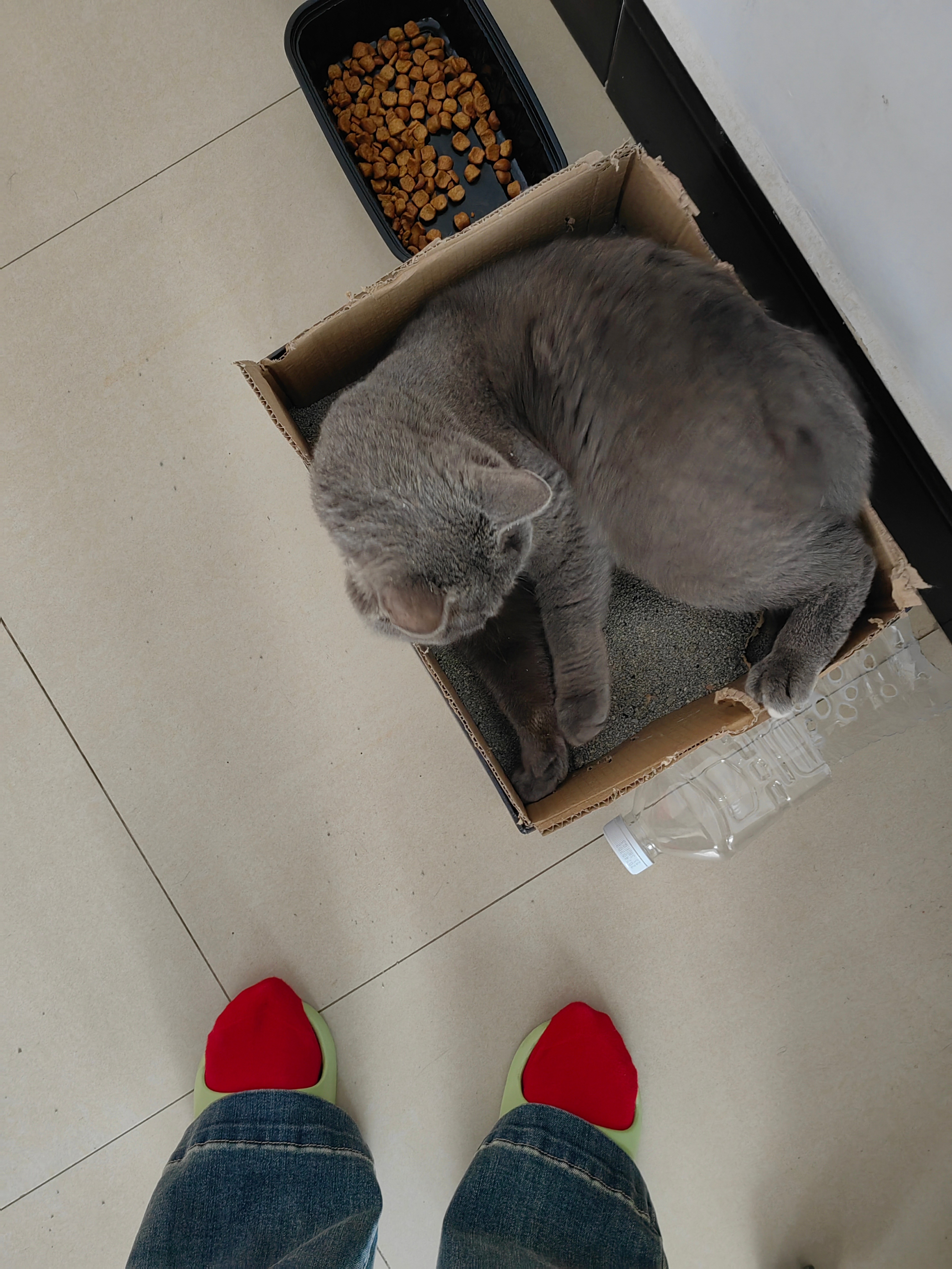 这猫不能要了，盒子里的猫砂连拉带滚的 