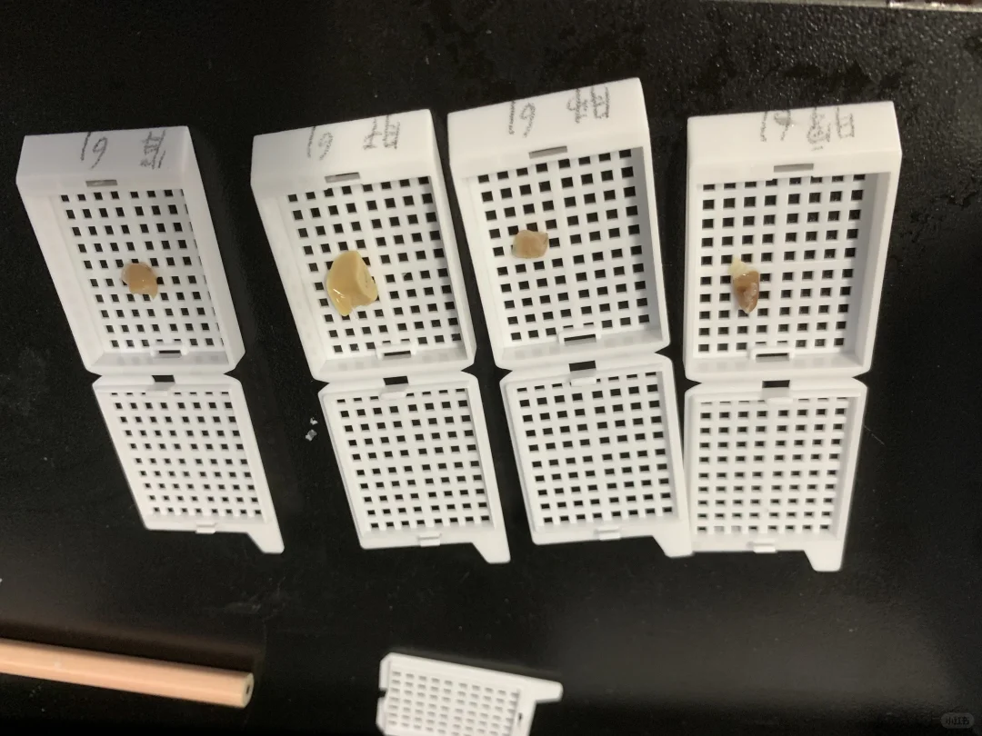 光是看到小鼠器官组织就已经有生理反应了