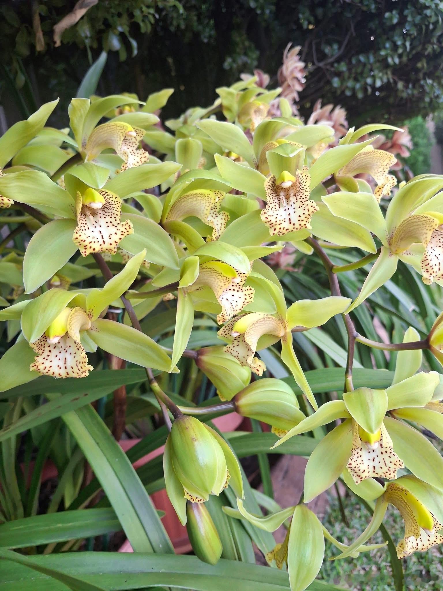 很美！什么花？ ​​​