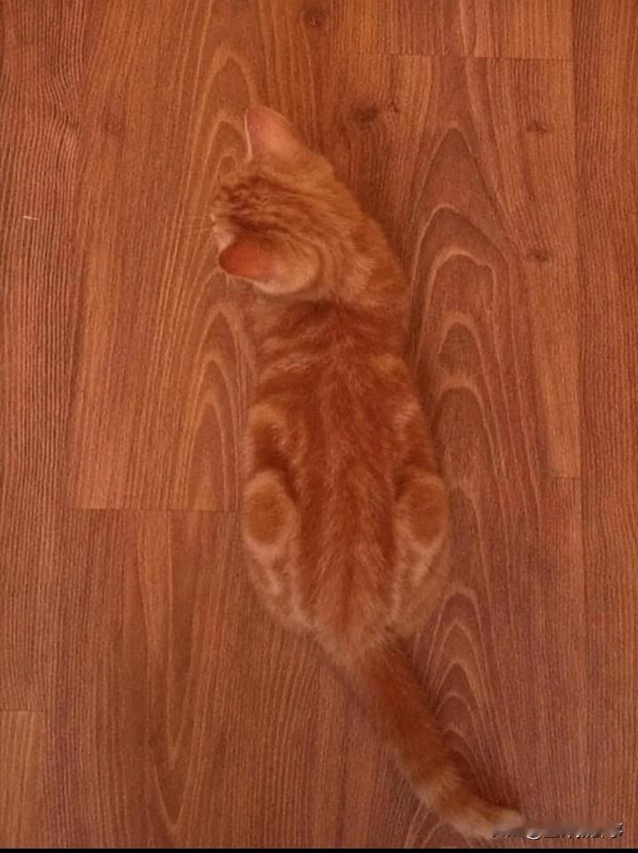 朋友 你看到我的猫了吗？