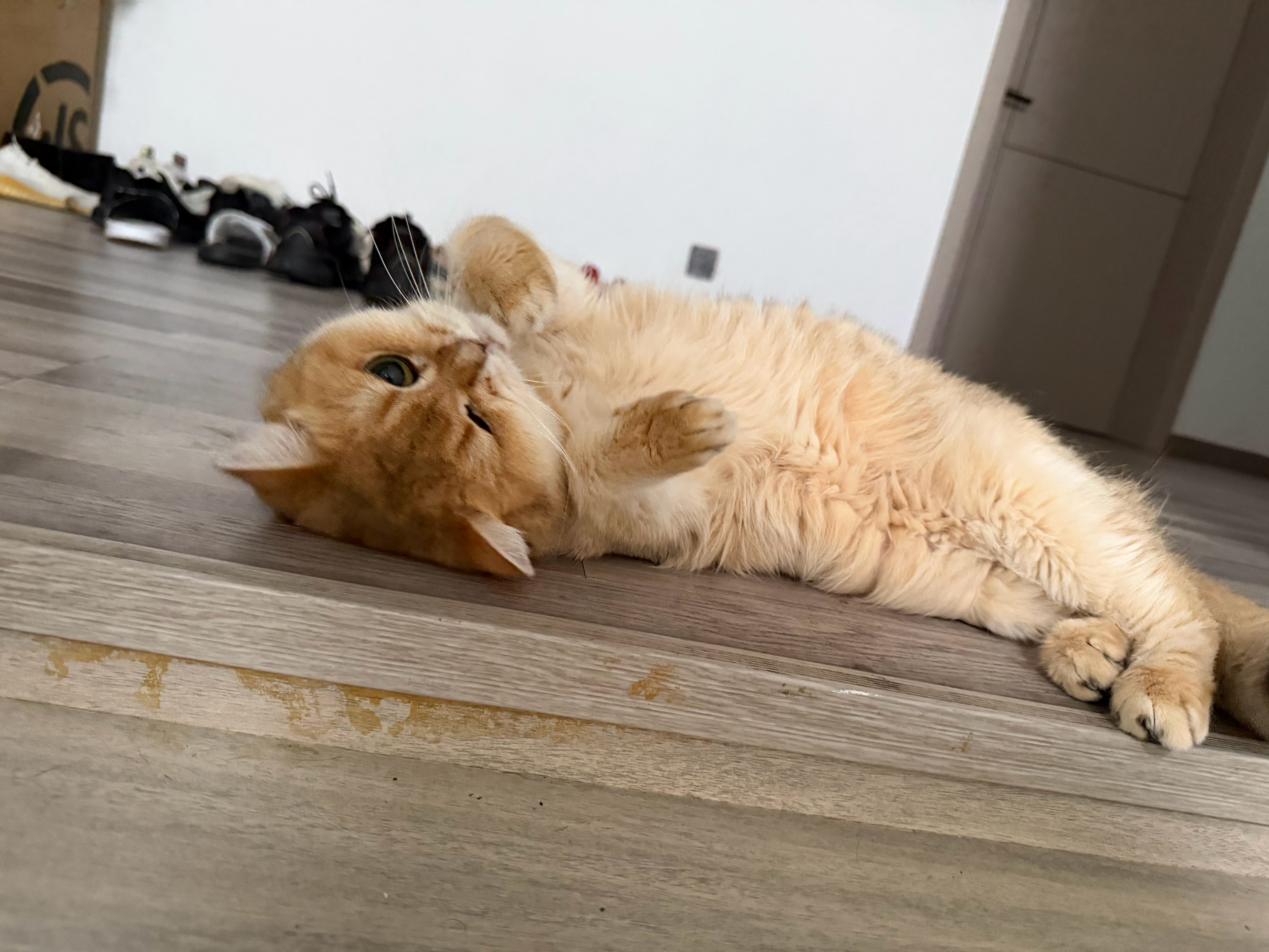 碎觉啦wink~不会有人还要夜宵唱k把？[奶牛猫][奶牛猫] ​​​