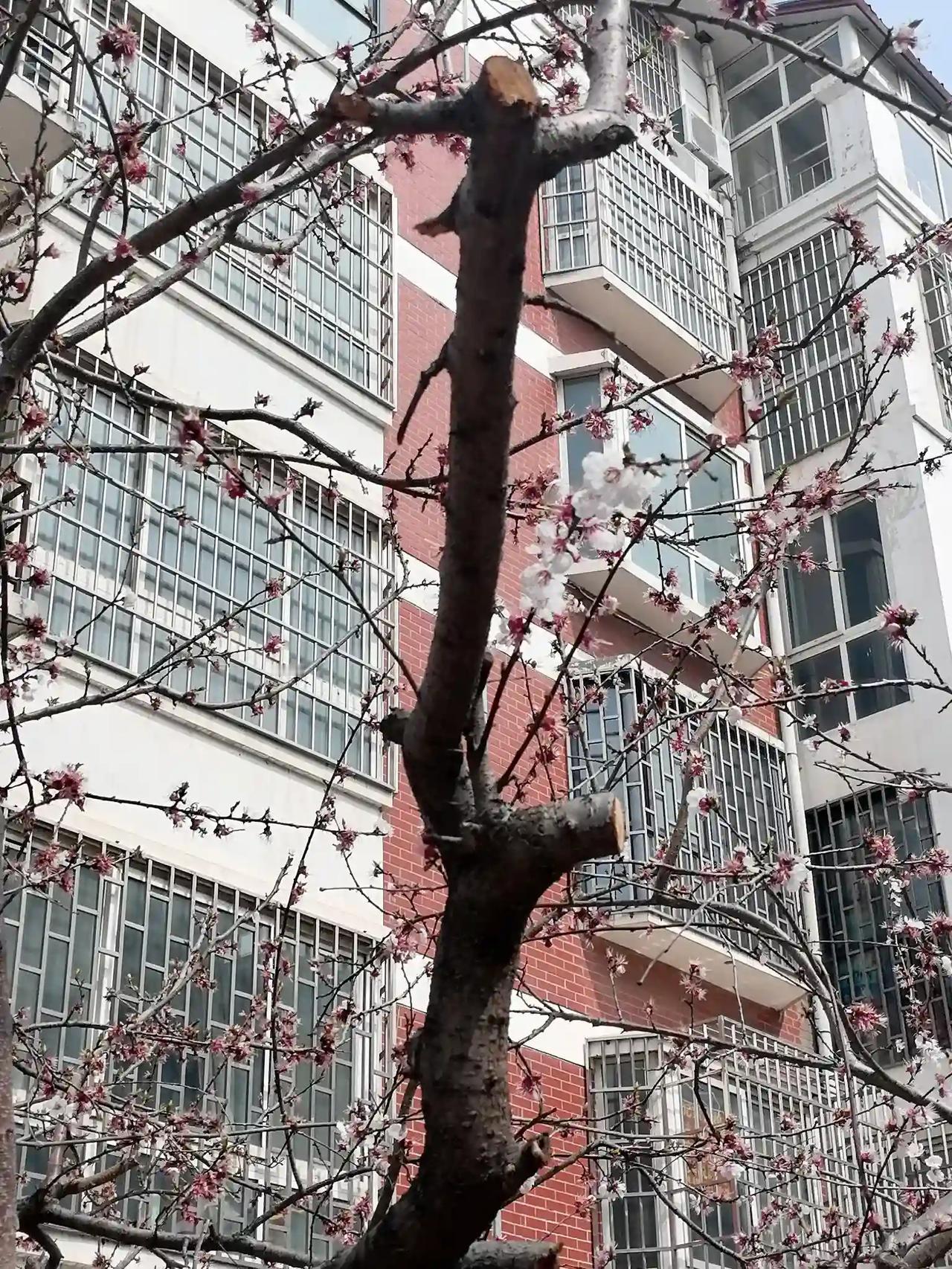 冬天已经过去，春天还会远吗？春天像小姑娘，春天像播种机，一步步的姗姗而来！