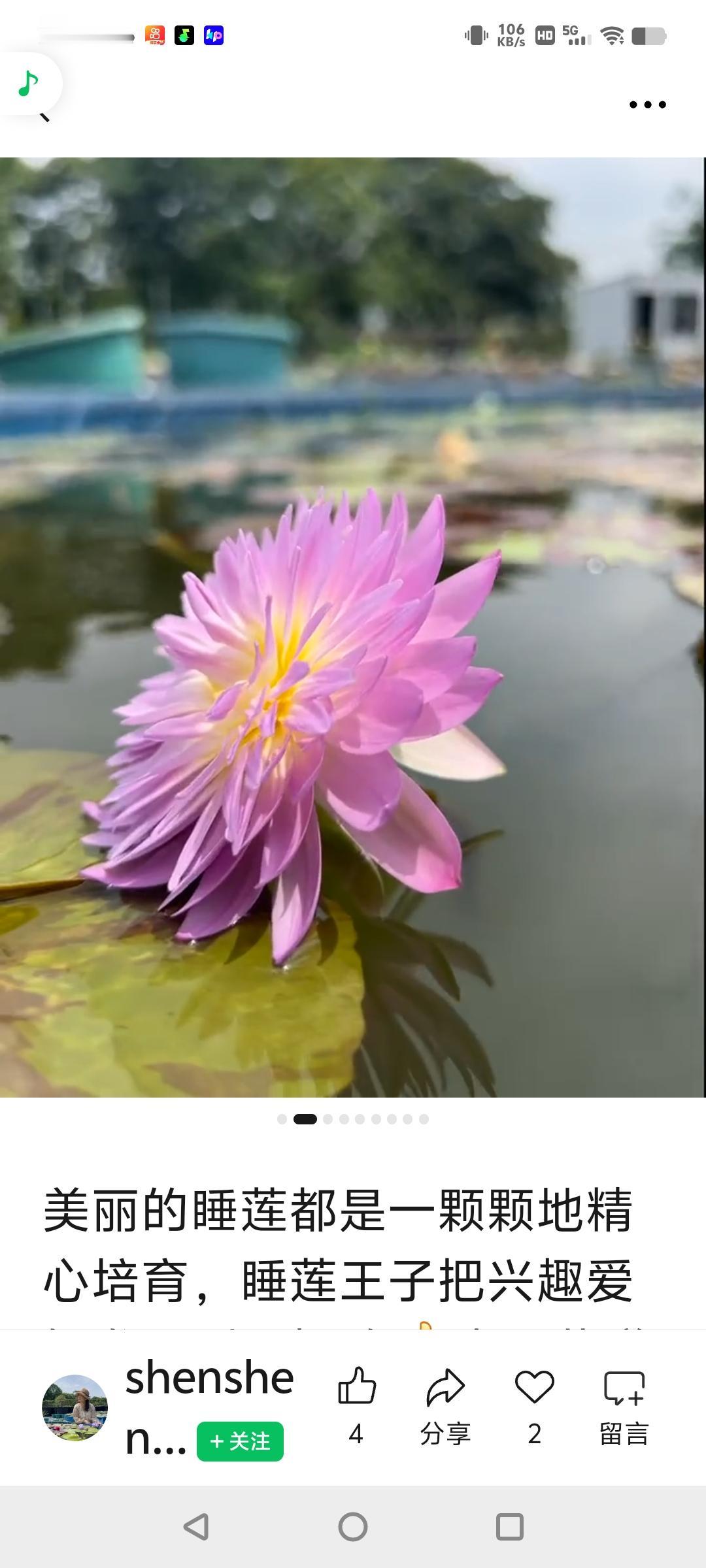 自养绿植欣赏