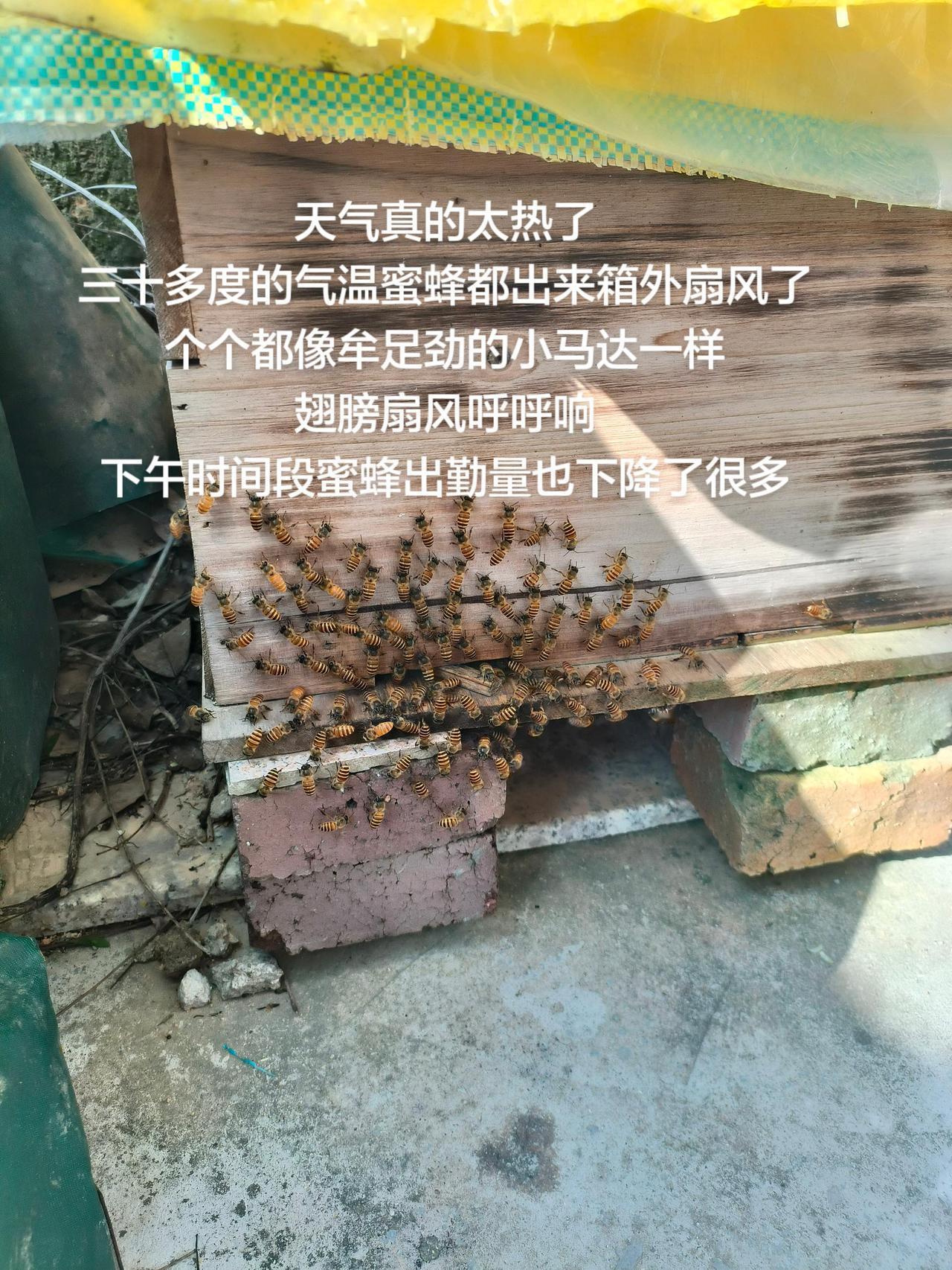 天气真的太热了
三十多度的气温蜜蜂都出来箱外扇风了
个个都像牟足劲的小马达一样