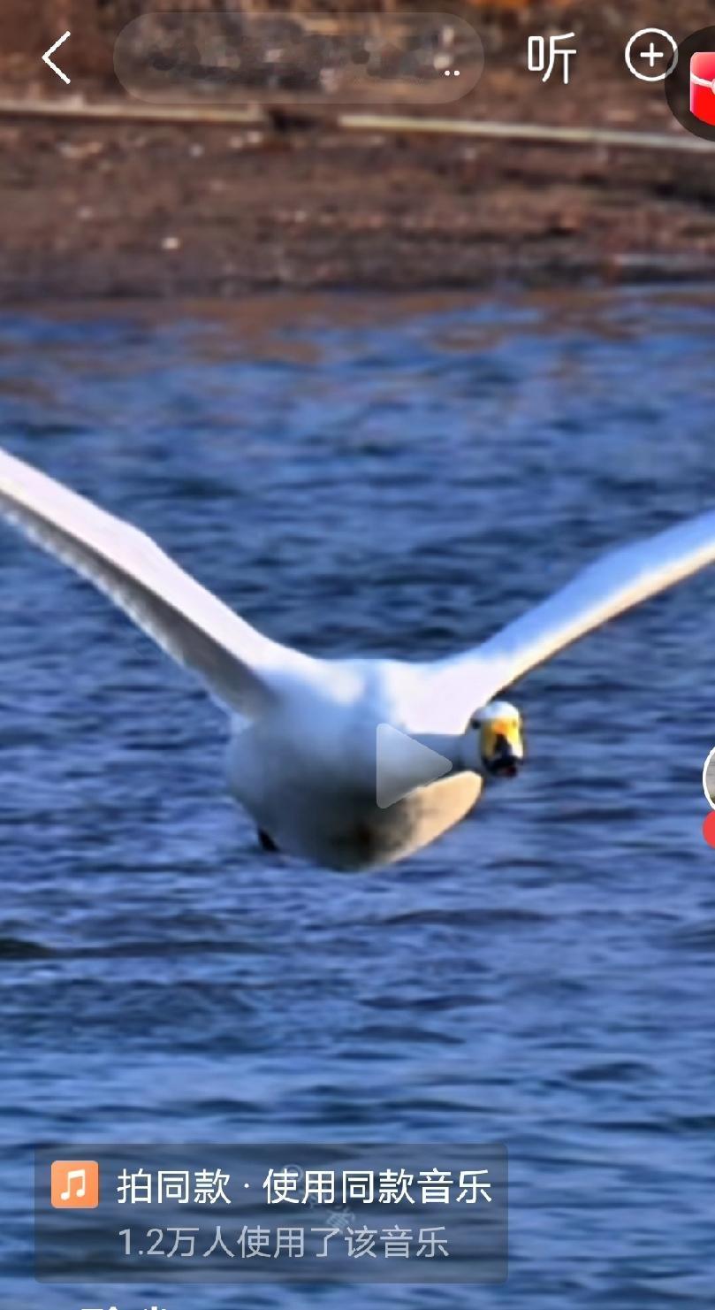 近年来，笔者最喜欢看的小视频就是：天鹅起飞（点头助跑）、熊猫打架（黑白交集） …