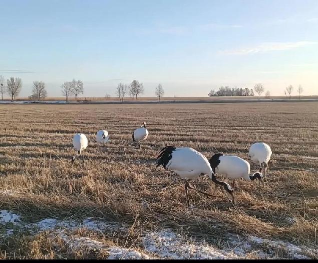 冬季，野生丹顶鹤还在扎龙周边觅食生存，候鸟变成了留鸟～

丹顶鹤是有南迁习惯的，
