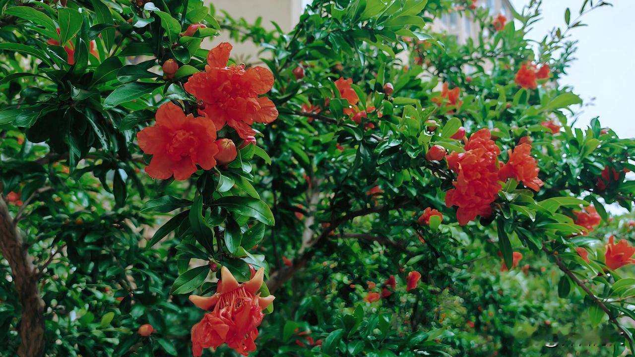 石榴花无需绿叶陪衬，初夏时节，一树火红便能点燃整个季节。它把整个夏天的热情都凝聚
