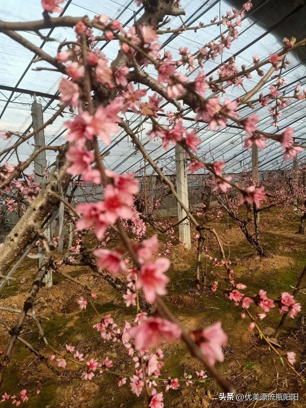 今年春天最想实现的心愿希望我家的大棚油桃丰产又丰钱，腰包鼓起来！[呲牙]