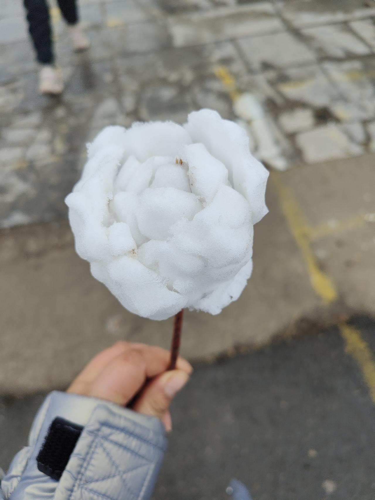 冬日限定“鲜花”
 
家人们谁懂啊！今天下楼扔垃圾，一眼瞥见地上厚厚的雪，突然就