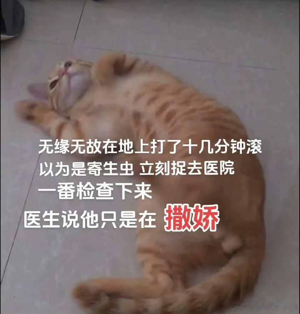 猫心已冷，抛媚眼给瞎子看哈哈哈哈 ​​​