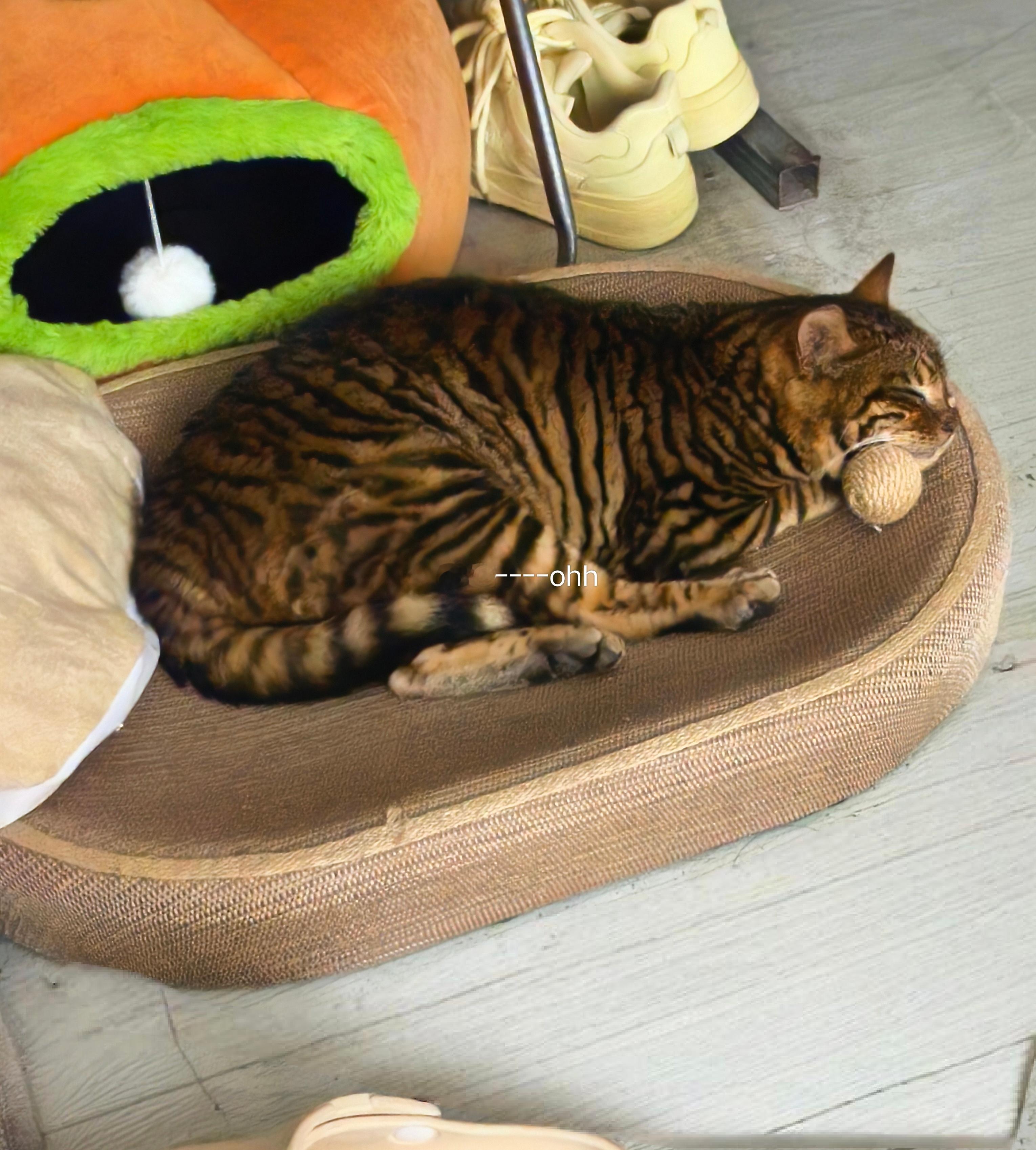 啥牌子猫粮都不吃，就只爱吃佰萃