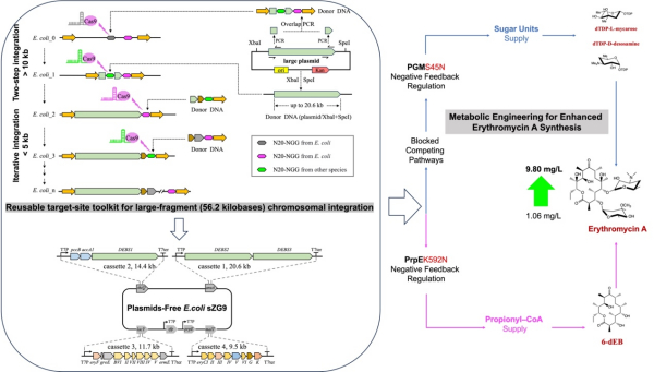 【大片段DNA染色体成功整合！】近期，中国科学院分子植物科学卓越创新中心开发了创