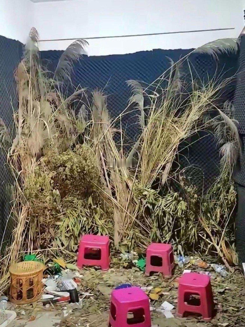 原来这也是直播间 
