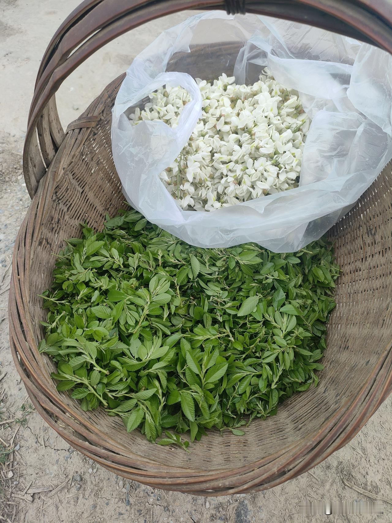 麦田地头长了好多洋槐花和榆叶子，摘点儿蒸着吃，两样插在一起蒸，更好吃。

蒸好后