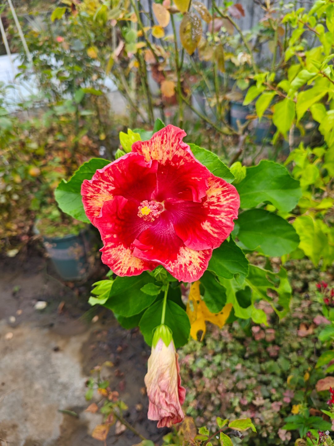 扶桑花/朱槿花‘烈火’&‘空幻漩涡’，第一次蹲到烈火的花。 ​​​