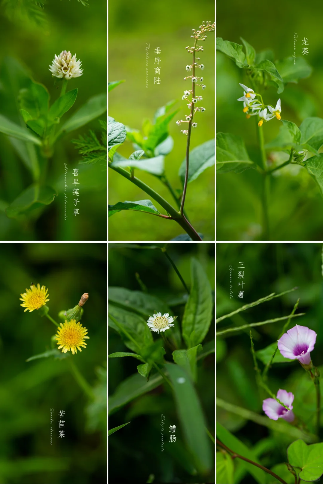 夏天的花