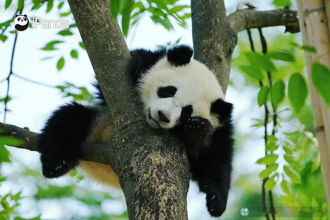 阳光信用  阳光信用 互动打卡 有感谢的地方有生命的共鸣，也会产生团结。 
