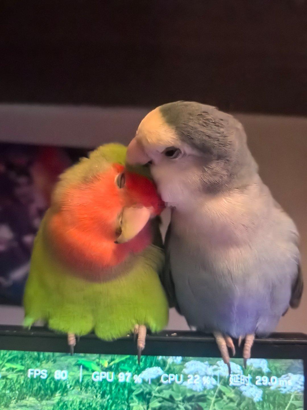 你俩处上了 ​​​