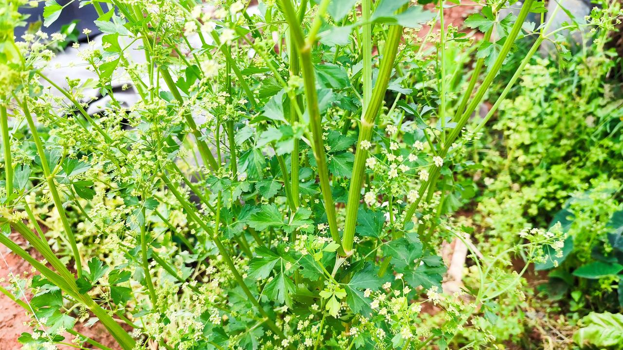 分享一张自然风景的照片，芹菜花花真漂亮！看看大家相册里的花花