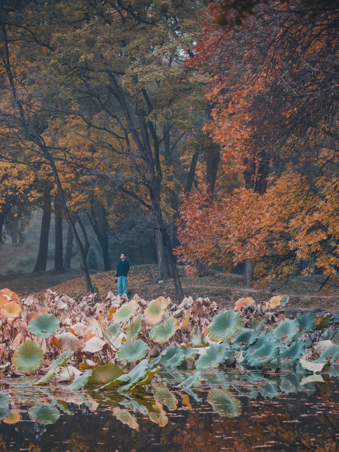 圆明园苹香榭 | 红藕香残玉簟秋