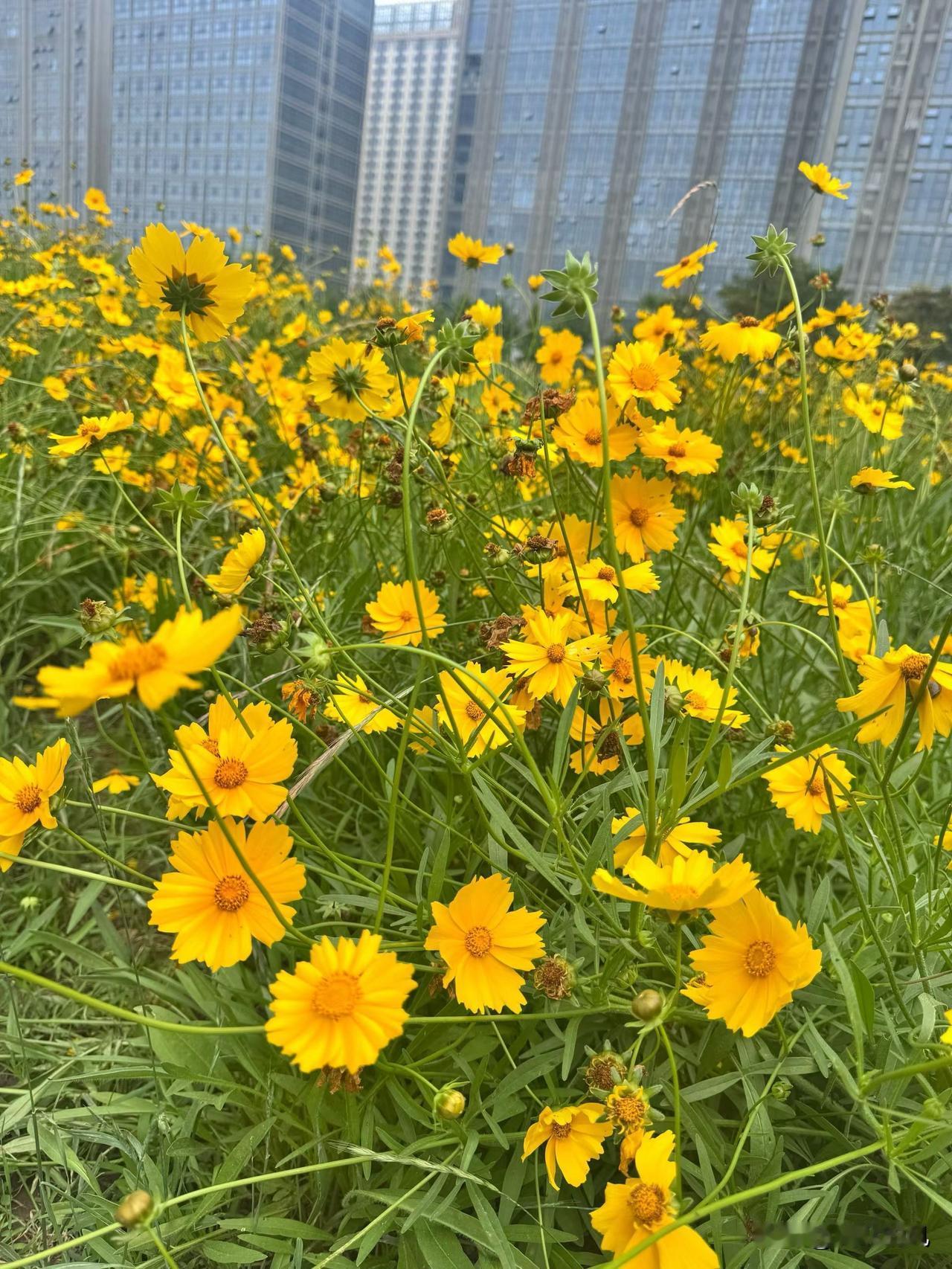 若你是其中一朵花
能为我
多绽放几天么

星星总是在寂寞的夜里
为我多眨几下眼睛