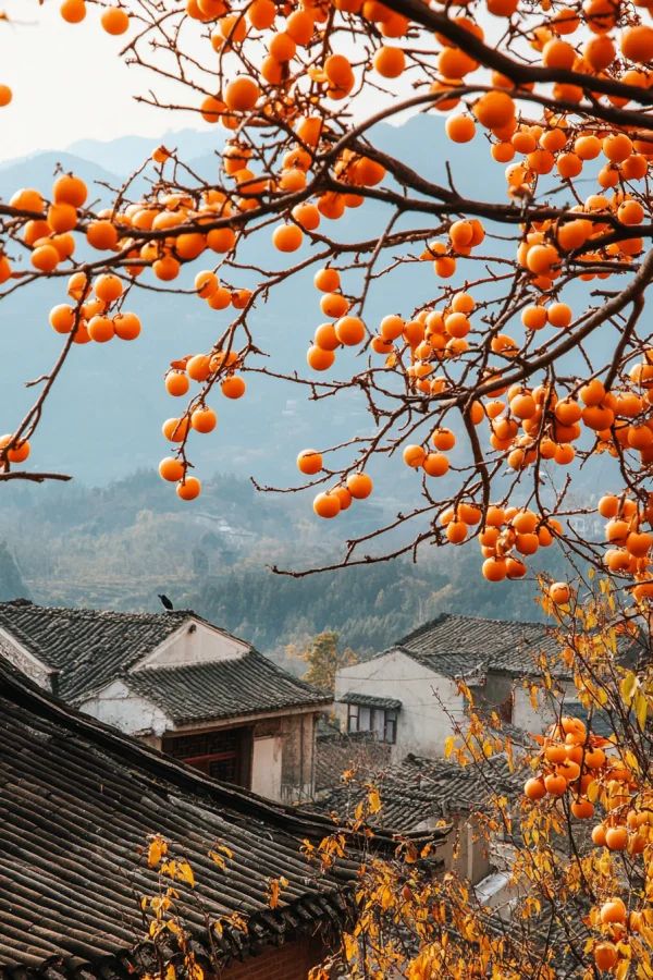 好柿连连