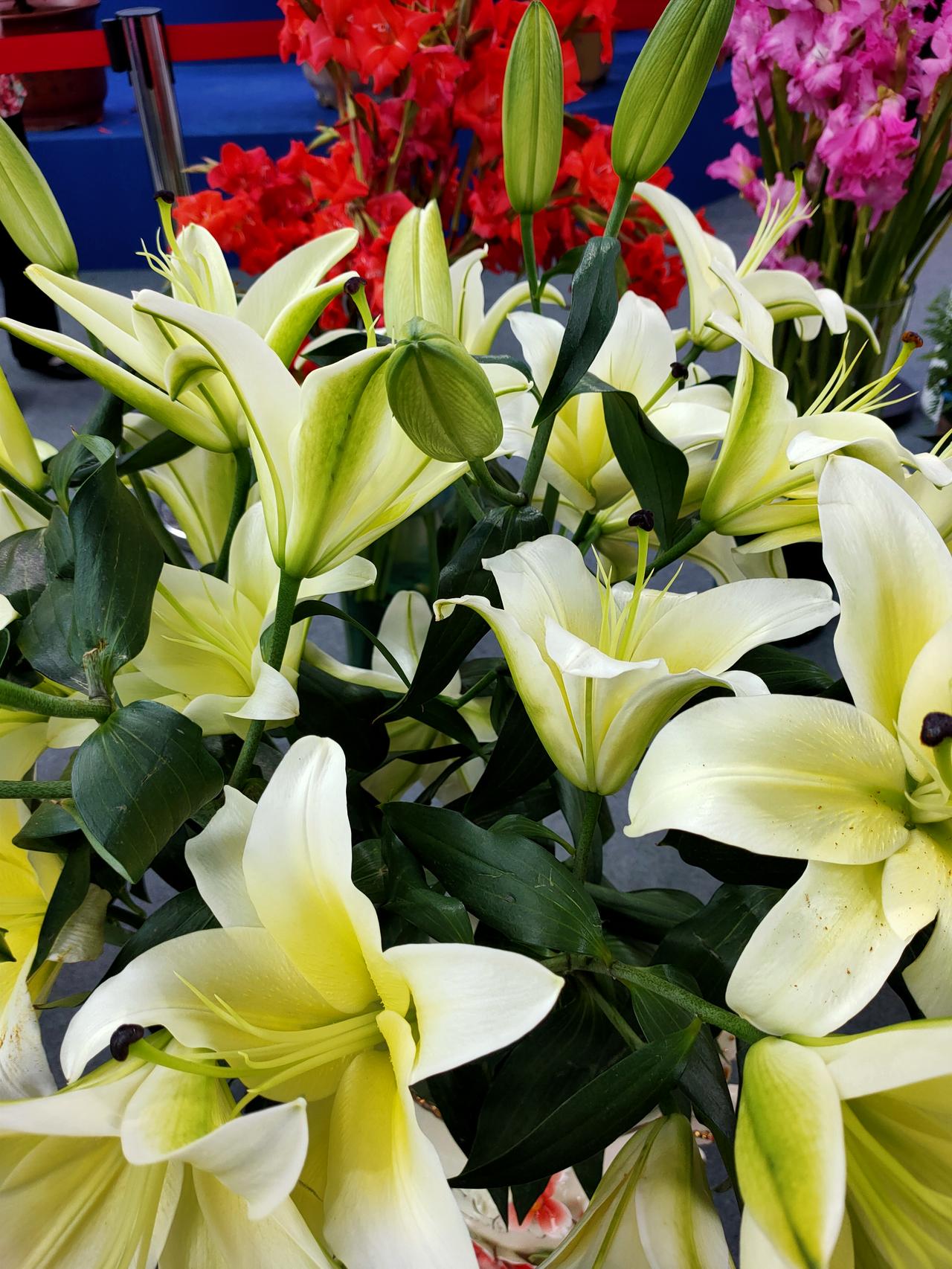 何其有幸，年岁并进，新一年继续看世界，也找自己，自由且快乐。

随手拍花🌸实景