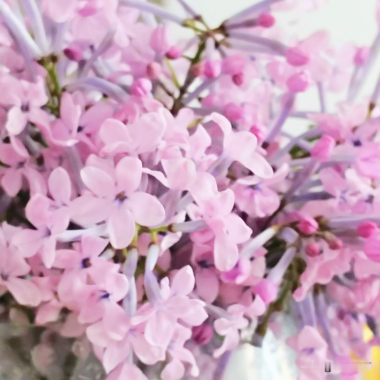 院子里的丁香花开了，丁香的颜色，丁香的芬芳，让人想起诗人诗中那个撑着油纸伞丁香一