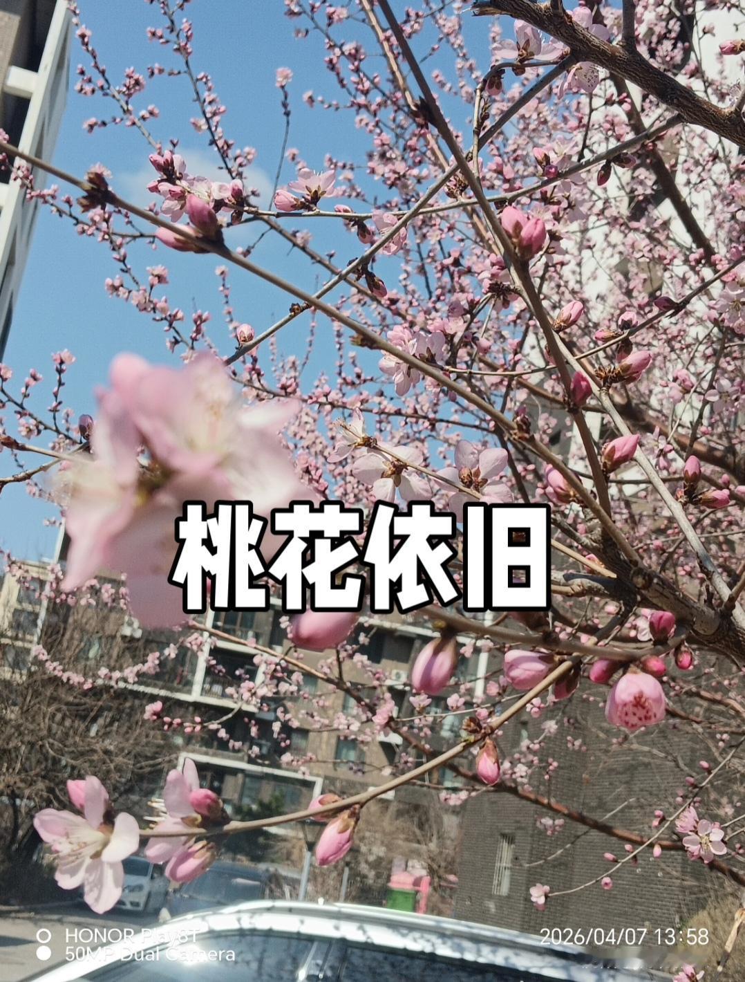 春日桃韵
在时光的转角，春天轻舞而来
似灵动的仙子，撩动大地的琴弦
我漫步于这桃