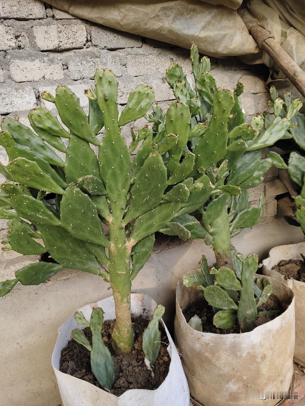 今儿回乡下，路过村口的小诊所门口，一眼就瞅见个宝贝——几盆长得格外精神的千手观音