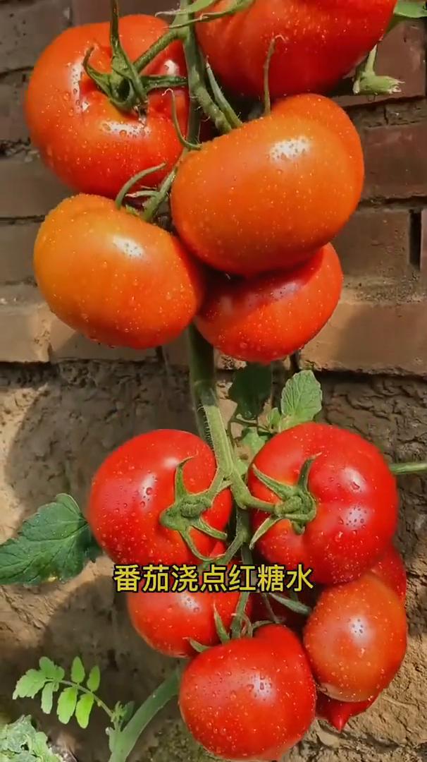 浇水口诀。
记住这个浇水口诀，你也能变成种菜高手。
·番茄浇点红糖水，一颗就结一