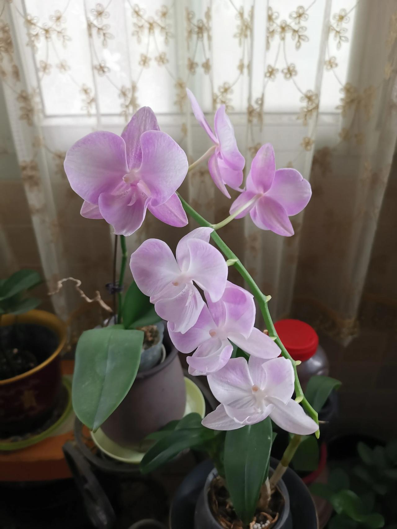 不怕热的蝴蝶兰。这株蝴蝶兰放在室内北向阳台养护，这个夏季从盛夏开始，到现在已经开