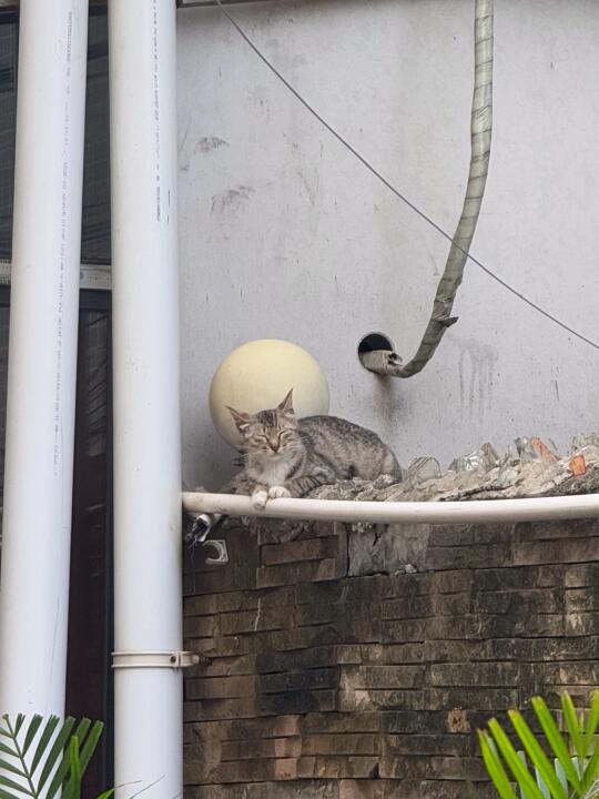 信喵喵暴大富