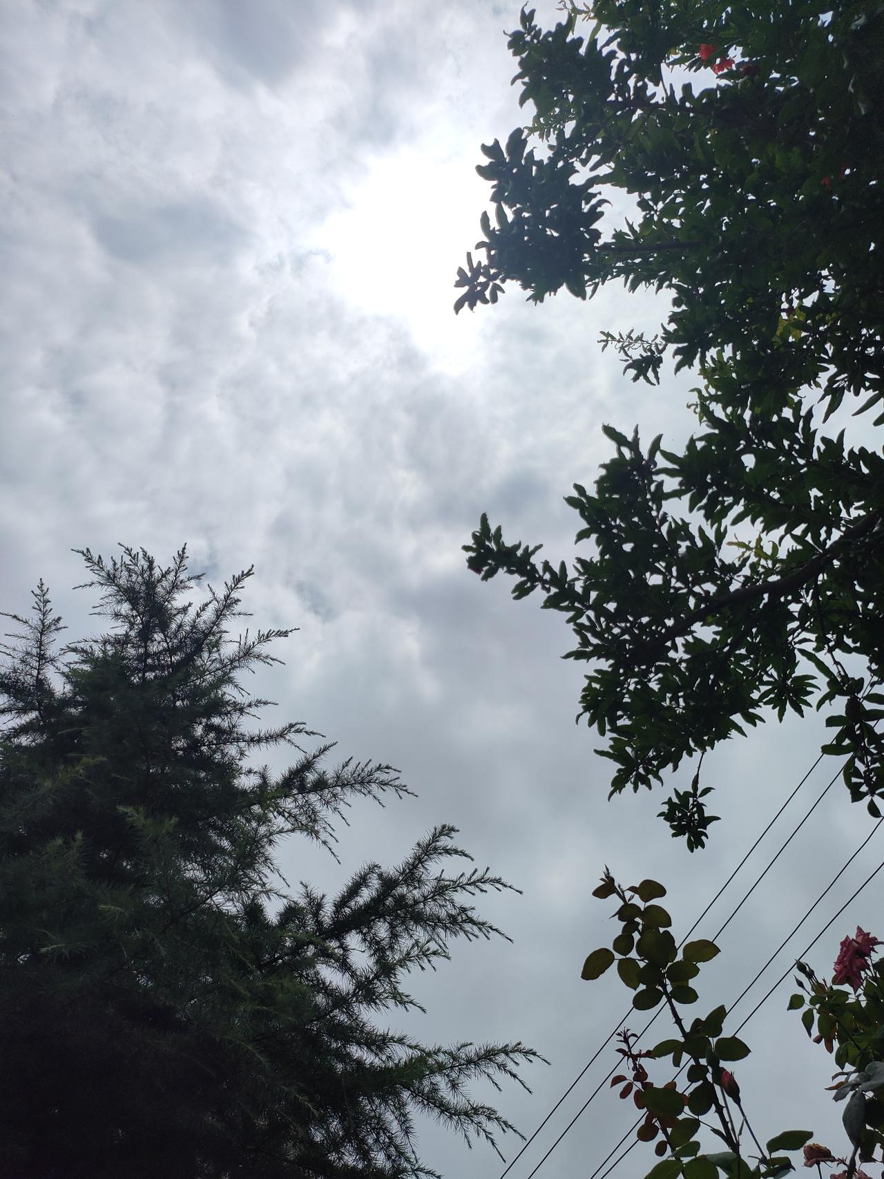 云层漫过枝头，日光透过翠叶轻轻洒落。
松枝清瘦，榴花藏在浓绿间悄悄盛放，寻常小院