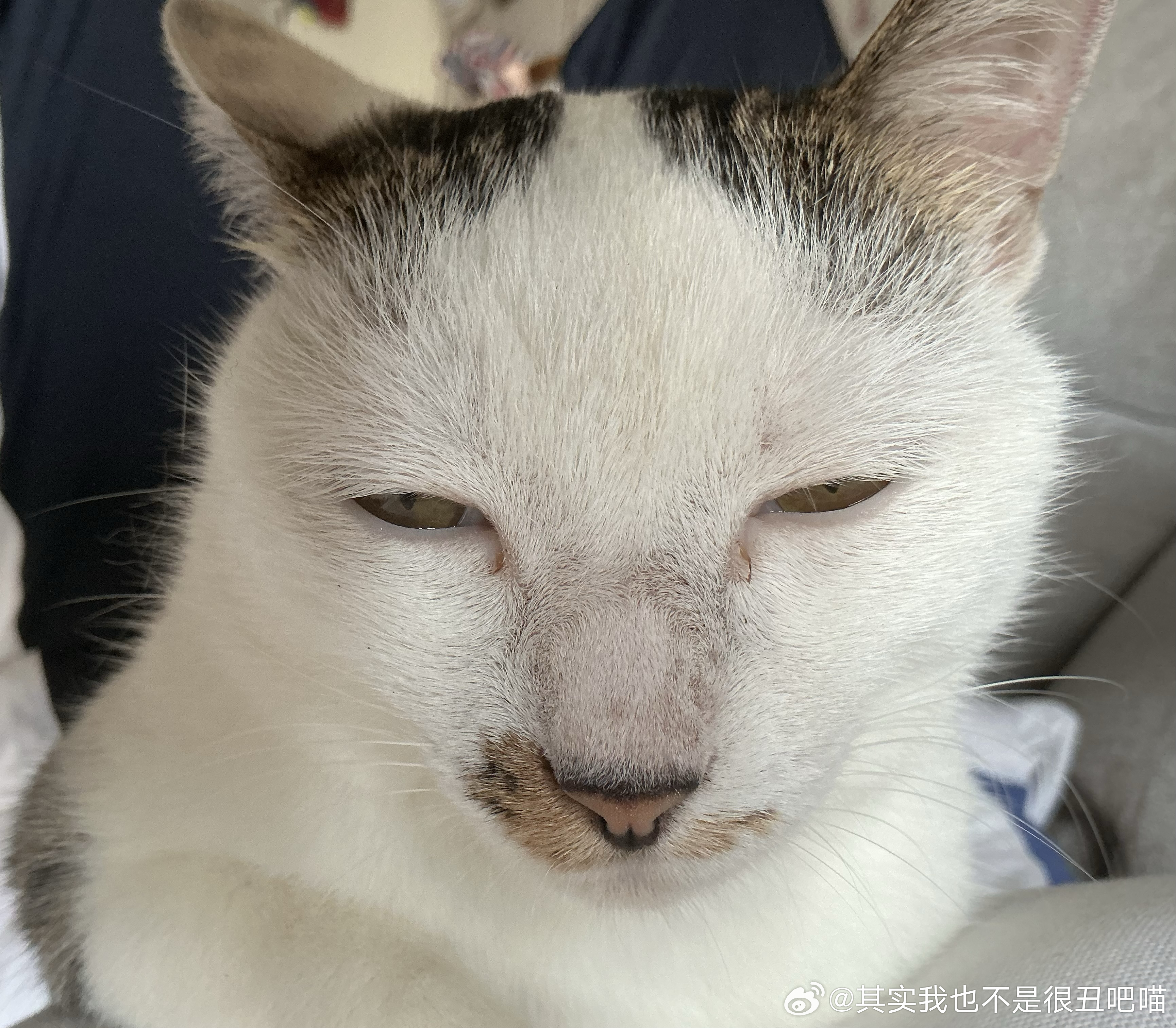 50399【丑猫】怕人身上睡觉 
