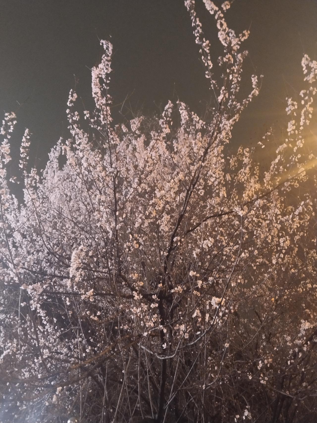 春来寒似刀  难割冬季袍  樱花扮桃景 暮雨暗香摇  现在不经意看到到处都是像桃