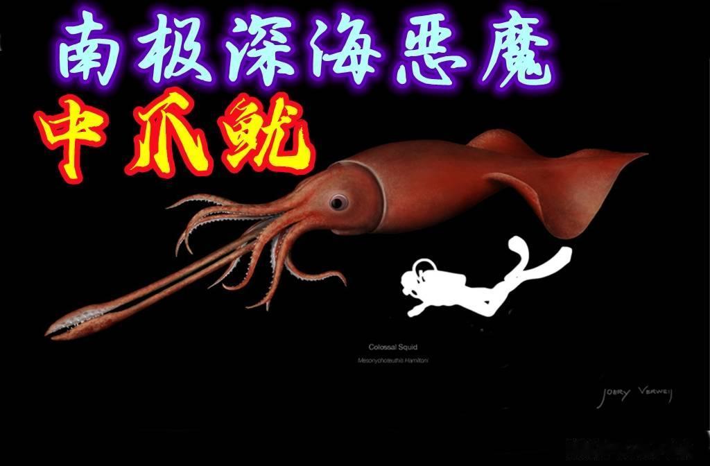 南极深海终极海怪：大王酸浆鱿，真正的无脊椎动物之王
  长久以来，体长超10米的