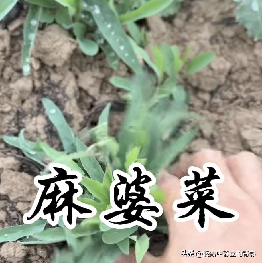 这个野菜大家叫它麻婆菜，很多地方也叫苦麻菜！春天田埂地头很常见，嫩苗可以凉拌、蘸