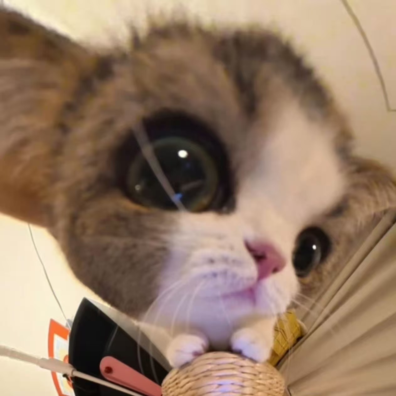 朱志鑫鱼眼镜对镜拍简直就是小猫来的！完全萌物！ 