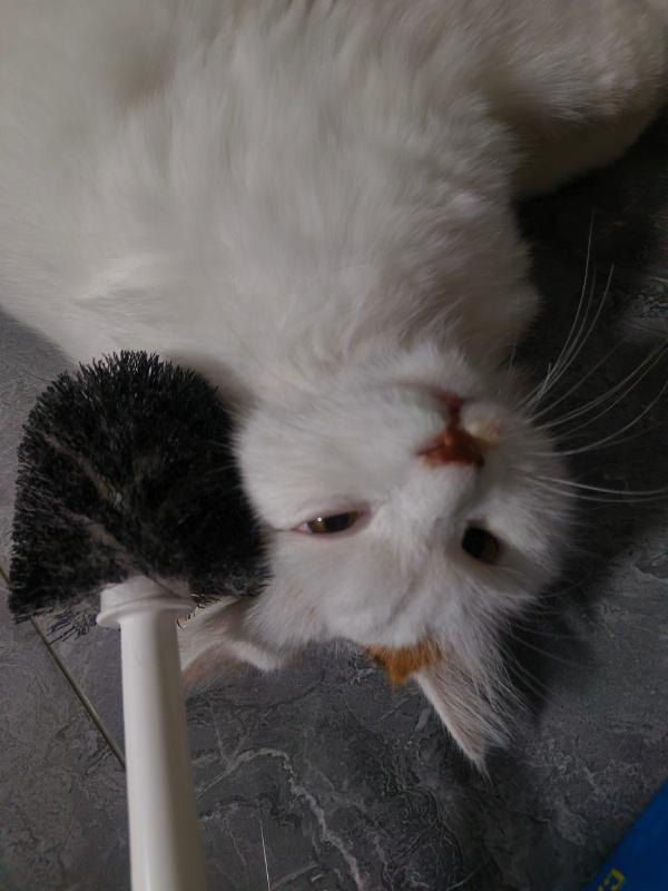 #相册里最近一张小猫的照片#
猫图怪盗又一只~
网友家喜欢马桶刷的猫咪~
这小表