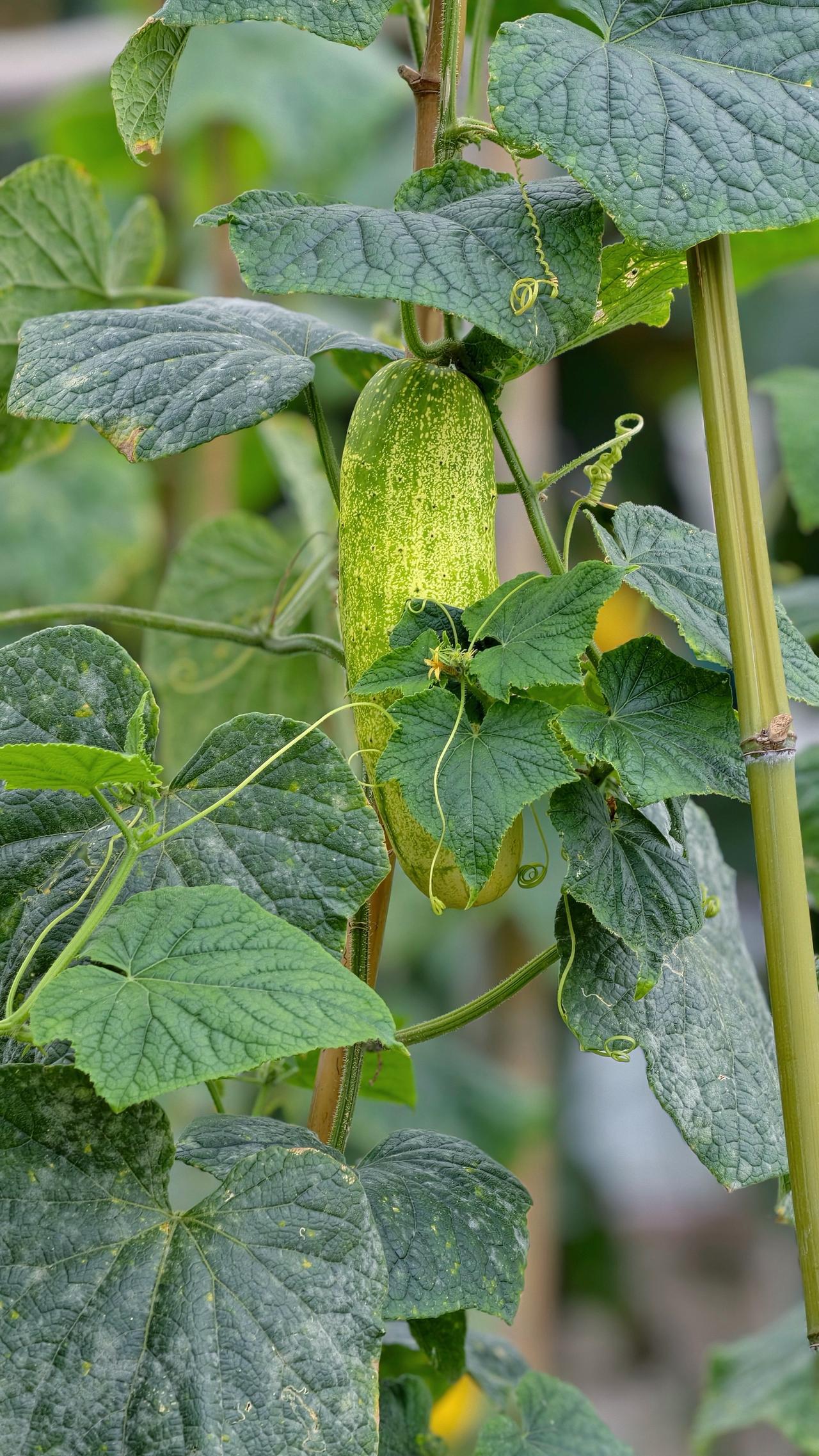 风拂稻田，夏藏温柔，平凡的日子也满是暖意