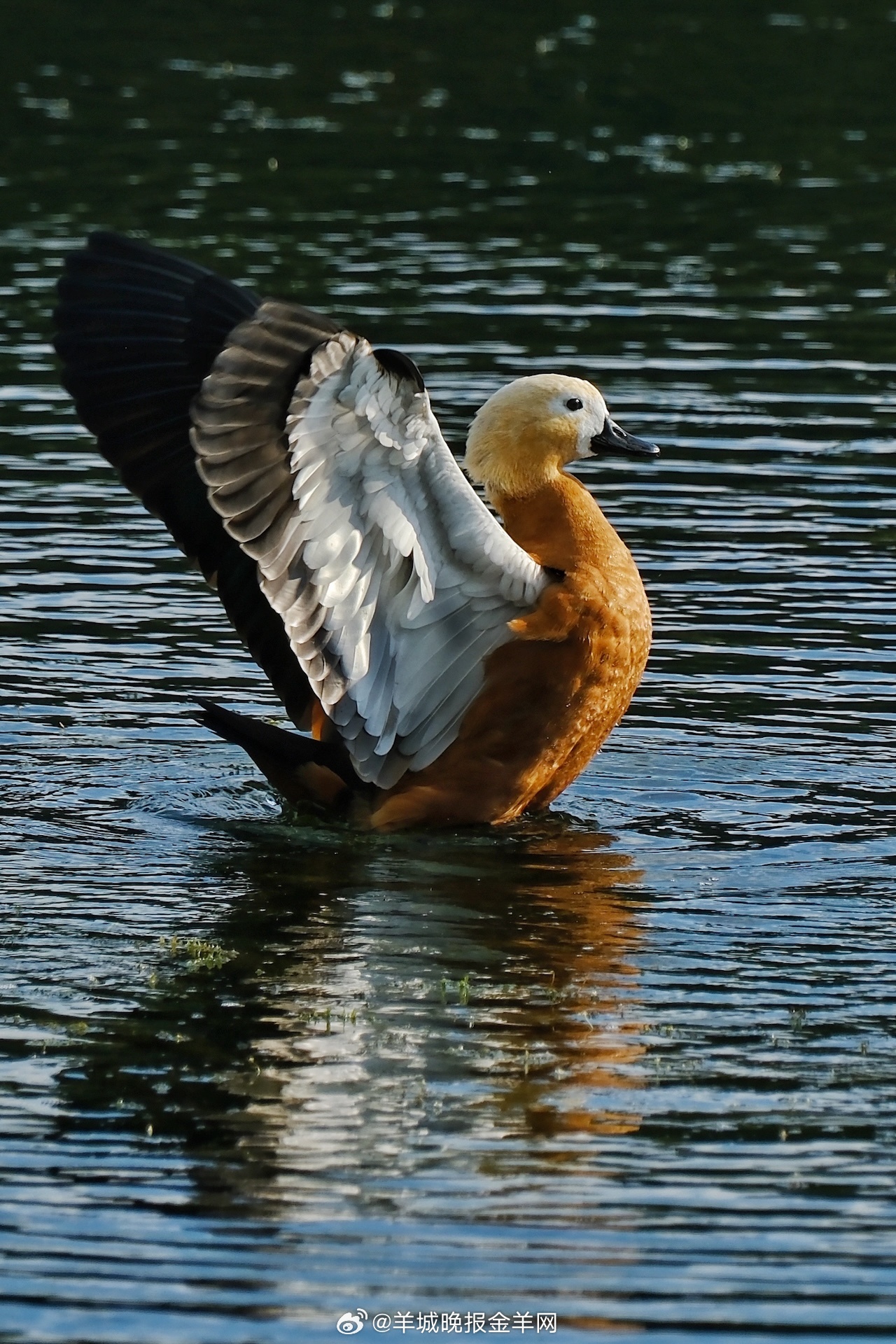 晚安 把书桌收拾干净，给绿植浇完最后一滴水，今天的任务就圆满收尾啦。暖被裹住凉意