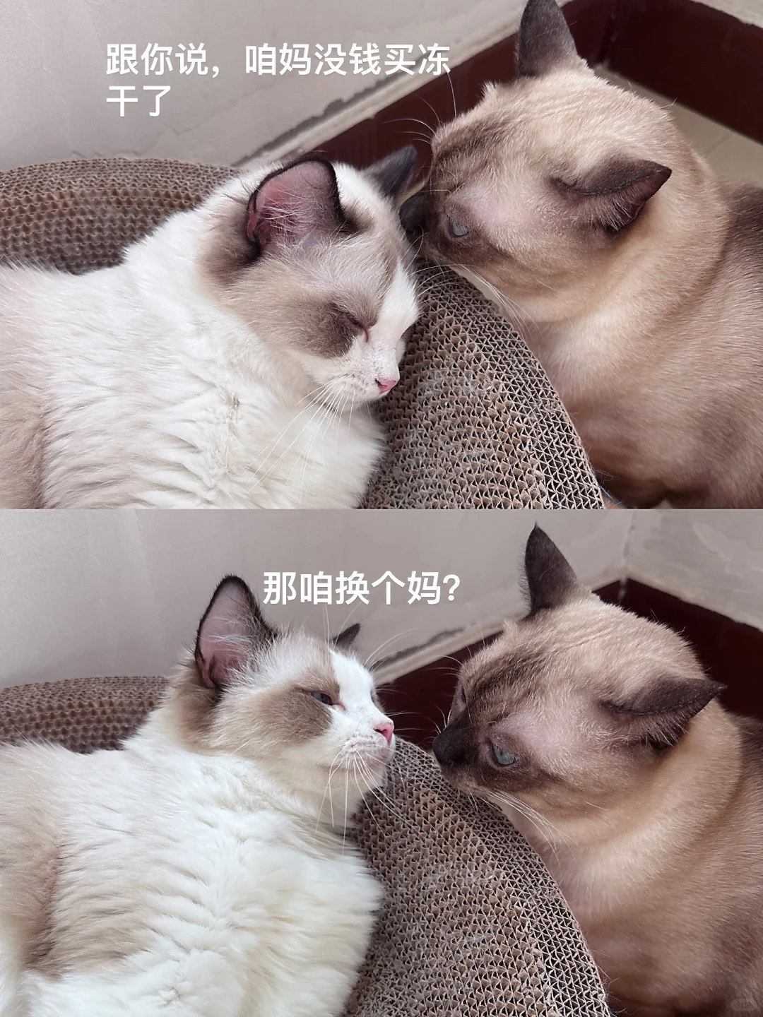 感觉暹罗真的很善于交际😂