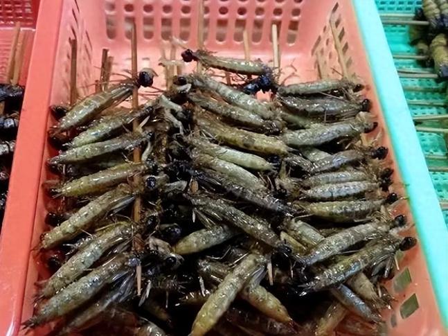 每年能吞噬掉3000只蚊子，它们需要八年才能成长。这些曾被人们视为烦恼的蚊子，居